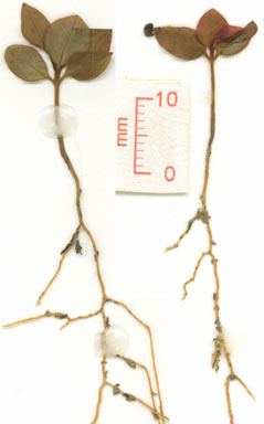 APII jpeg image of Tasmannia insipida  © contact APII
