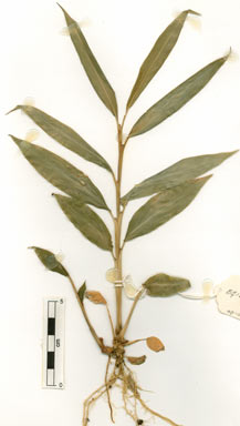 APII jpeg image of Alpinia modesta  © contact APII