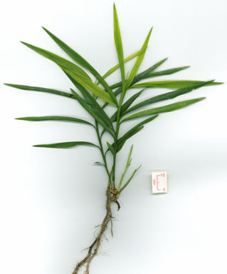 APII jpeg image of Flagellaria indica  © contact APII