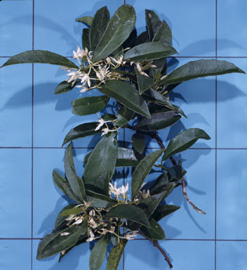 APII jpeg image of Doryphora aromatica  © contact APII
