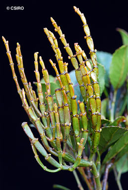 APII jpeg image of Korthalsella japonica subsp. brassiana  © contact APII