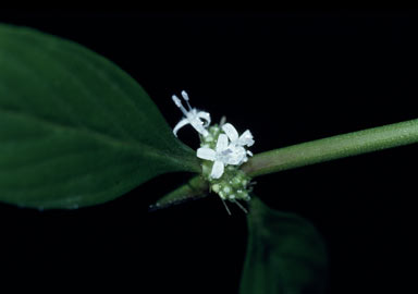 APII jpeg image of Spermacoce ocymifolia  © contact APII