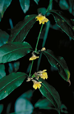 APII jpeg image of Scaevola enantophylla  © contact APII