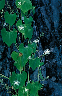 APII jpeg image of Trichosanthes cucumerina  © contact APII
