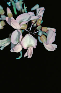 APII jpeg image of Derris trifoliata  © contact APII