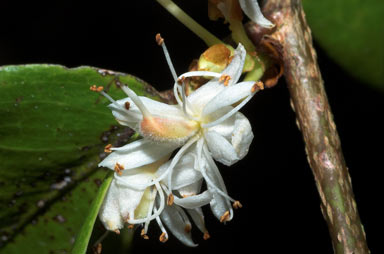 APII jpeg image of Cynometra ramiflora  © contact APII