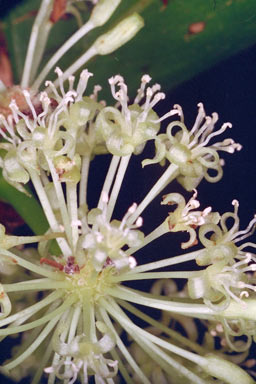 APII jpeg image of Smilax australis  © contact APII