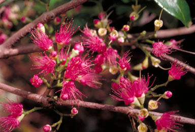 APII jpeg image of Syzygium malaccense  © contact APII