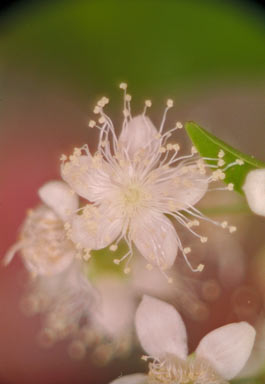 APII jpeg image of Decaspermum humile  © contact APII