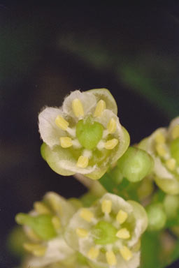 APII jpeg image of Rhysotoechia robertsonii  © contact APII