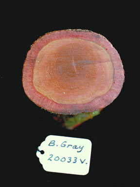 APII jpeg image of Connarus conchocarpus  © contact APII