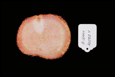APII jpeg image of Cissus hypoglauca  © contact APII