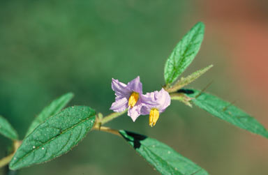 APII jpeg image of Solanum parvifolium subsp. tropicum  © contact APII