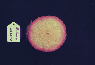 APII jpeg image of Gouania australiana  © contact APII