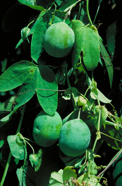 APII jpeg image of Passiflora subpeltata  © contact APII