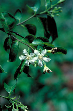 APII jpeg image of Wrightia pubescens subsp. penicillata  © contact APII