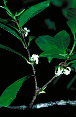 APII jpeg image of Atractocarpus sessilis  © contact APII