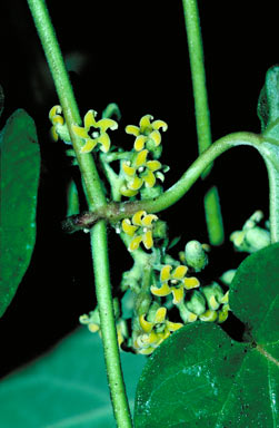 APII jpeg image of Leichhardtia velutina  © contact APII
