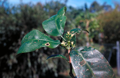 APII jpeg image of Acronychia acuminata  © contact APII