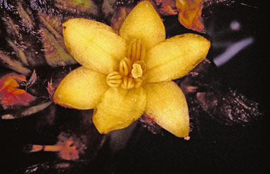 APII jpeg image of Molineria capitulata  © contact APII