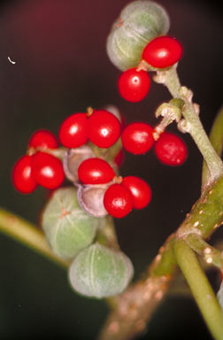APII jpeg image of Claoxylon tenerifolium subsp. boreale  © contact APII