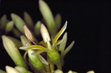 APII jpeg image of Parsonsia latifolia  © contact APII