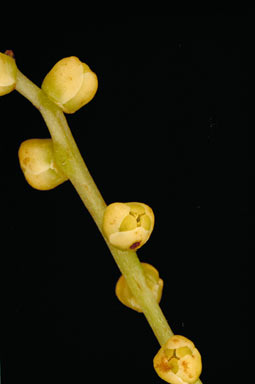 APII jpeg image of Dioscorea transversa  © contact APII