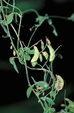 APII jpeg image of Rhynchosia minima  © contact APII
