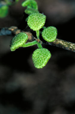 APII jpeg image of Antiaris toxicaria subsp. macrophylla  © contact APII