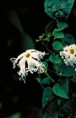 APII jpeg image of Trichosanthes odontosperma  © contact APII