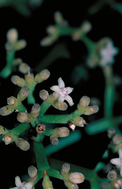APII jpeg image of Psychotria sp. Utchee Creek (H.Flecker NQNC5313)  © contact APII