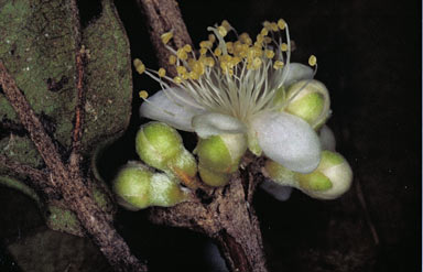APII jpeg image of Rhodamnia sessiliflora  © contact APII
