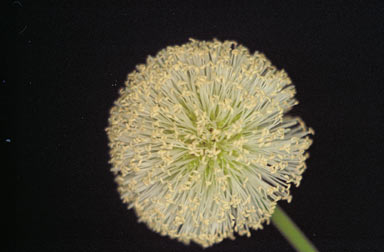 APII jpeg image of Leucaena leucocephala  © contact APII