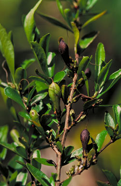 APII jpeg image of Graptophyllum excelsum  © contact APII