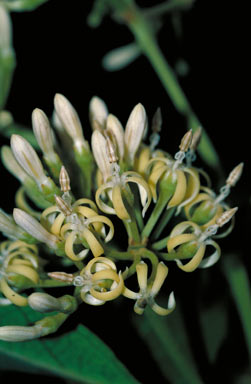 APII jpeg image of Parsonsia plaesiophylla  © contact APII