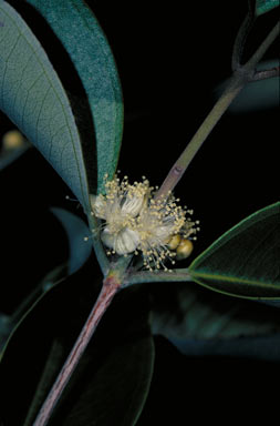 APII jpeg image of Rhodamnia australis  © contact APII