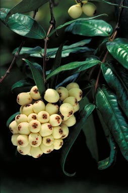 APII jpeg image of Syzygium wilsonii subsp. epigaeum  © contact APII