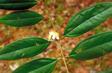 APII jpeg image of Rhodomyrtus sericea  © contact APII