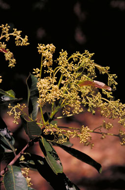 APII jpeg image of Buchanania arborescens  © contact APII