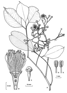 APII jpeg image of Syzygium sayeri  © contact APII
