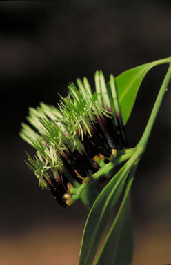 APII jpeg image of Decaisnina brittenii subsp. brittenii  © contact APII