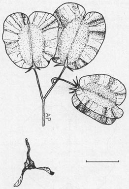 APII jpeg image of Dodonaea lanceolata var. lanceolata  © contact APII