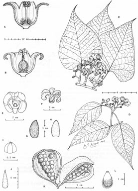 APII jpeg image of Brachychiton diversifolius subsp. diversifolius  © contact APII