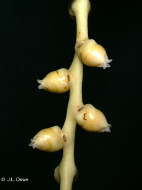 APII jpeg image of Carpentaria acuminata  © contact APII