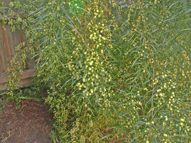 APII jpeg image of Acacia cognata  © contact APII