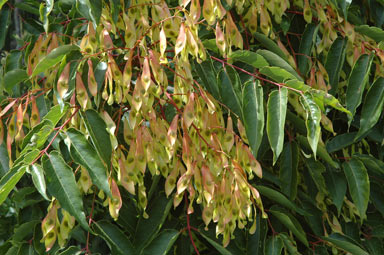 APII jpeg image of Ailanthus altissima  © contact APII