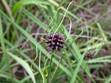 APII jpeg image of Allium vineale  © contact APII