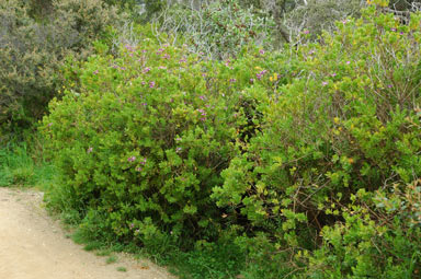 APII jpeg image of Polygala myrtifolia  © contact APII