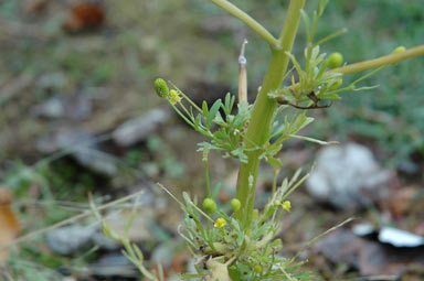APII jpeg image of Ranunculus sceleratus subsp. sceleratus  © contact APII