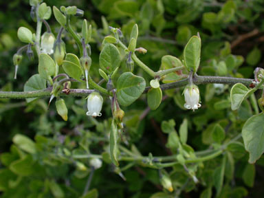 APII jpeg image of Salpichroa origanifolia  © contact APII